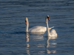 Близятся холода: чем новороссийцы могут помочь обитателям Суджукской лагуны 
