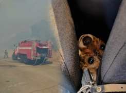 Появилась первая официальная информация о крупном лесном пожаре под Новороссийском