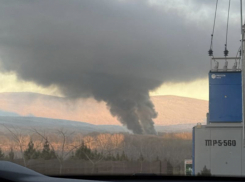 «Невыносимая вонь!»: жечь птиц в Новороссийске будут до конца недели