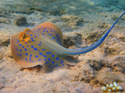 Самые опасные жители Чёрного моря: ТОП-5 обитателей с кем лучше не знакомиться 