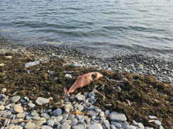 На пляже Алексино в Новороссийске обнаружили труп