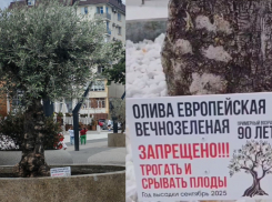«Они несъедобные!»: людей просят не рвать оливки на набережной в Новороссийске