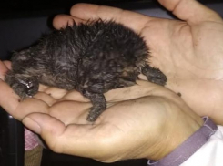 Ради несчастного котенка новороссиец разрешил разобрать свой автомобиль