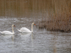 Ушла эпоха: лебеди покинули Суджукскую лагуну в Новороссийске 
