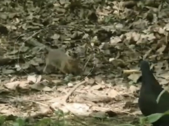 По парку Новороссийска бегают крысы