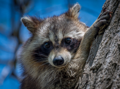 Енотам Краснодарского края поступают угрозы 
