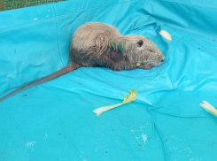Новороссийскую нутрию из Суджукской лагуны укусила собака
