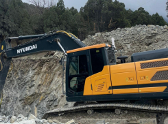 «Освоением лесов» назвали уничтожение краснокнижных можжевельников в Новороссийске 
