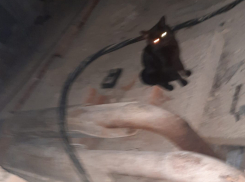 Кошки могли погибнуть: в Новороссийске вновь закрыли животных в подвале