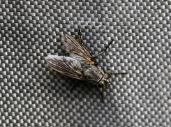 Мертвые мухи, грязные руки и антисанитария — 30 человек в России подхватили инфекцию из-за воды