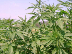 Новороссиец вырастил в лесу целую плантацию конопли