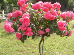 Новороссийск озеленили розами, туями и капустой