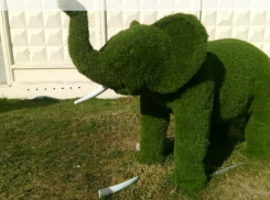 Зеленый слон лишился бивня, а кто-то - совести в Новороссийске