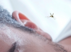 Чем кровососущие насекомые опасны для новороссийцев, и как с ними бороться: рекомендации Роспотребнадзора
