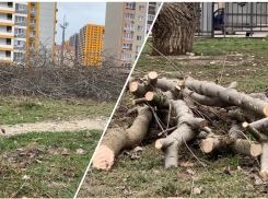 В Пионерской роще Новороссийска «дров» нарубили на миллион 