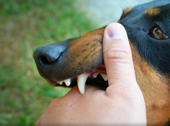 «Д*билы плодили животных»: новороссийцы раскритиковали законопроект об усыплении собак 