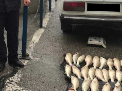 ДПС судака видит издалека