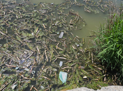 «Привели в отвратительное состояние и бросили». Что происходит с Южными прудами? 