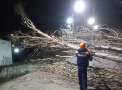 Обрывы проводов, поваленные деревья: как прошла ночь в Новороссийске 