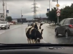 По жилому району Новороссийска, не боясь машин, разгуливают 2 бурёнки