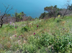 В Мысхако готовятся расширить ООПТ: теперь она составляет 10,5 гектаров