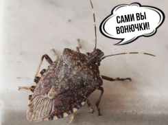 Вонючки атакуют Новороссийск и города Кубани: закрывайте носы 