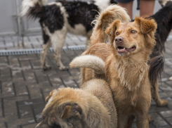 “Чиновничье безумие” властей Краснодарского края — депутат Госдумы запрещает запрещать подкармливать бездомных животных