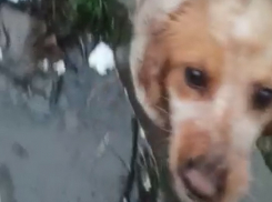 Новороссийские зоозащитники уверены: собаку выкрали, чтобы спасти от издевательств