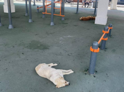 «Обошлось испугом»: на ребёнка в Новороссийске накинулись бродячие собаки
