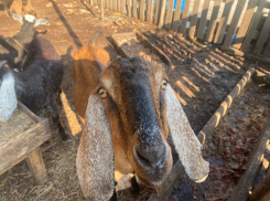 Гороскоп от «Блокнота»: Львам мечтать не вредно, а Козерогам пора отдохнуть