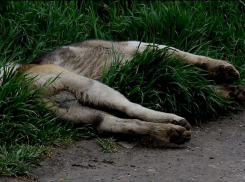 За информацию о владельце собаки, искусавшей мальчика, обещано вознаграждение 