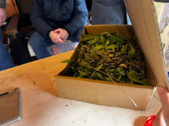 Сначала он посадил её, а теперь она посадит его: закон запрещенного фермерства в Новороссийске 