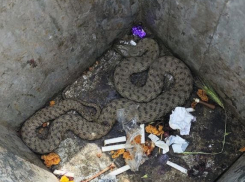 Змея “поджидала” новороссийцев прямо в городской урне