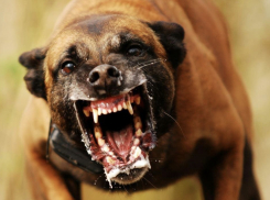 Новороссийцев могут обязать получать лицензию на опасные породы собак
