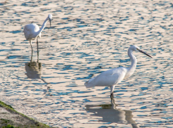 Цапли “налетели” на набережную Новороссийска