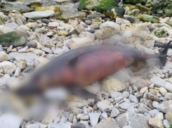В Новороссийске гибнут дельфины: труп нашли на диком пляже 