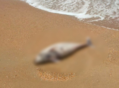 Виноваты люди — нашлась причина гибели более 40 дельфинов в Черном море