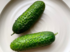 Цена дня: в Новороссийске подешевели огурцы 