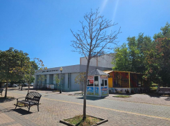 Каштаны в Новороссийске сохнут, потому что защищаются, а плитка мешает поливу 