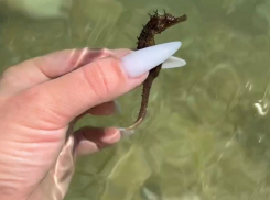 Жительница черноморского побережья обнаружила чудо-рыбку