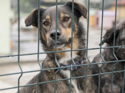 Закон об эвтаназии бездомных животных отклонили