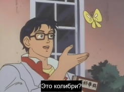 Что за “бабочка-колибри” радует глаза новороссийцев