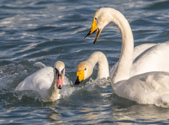 Никакого хлеба! Лебеди прилетели в Новороссийск отдохнуть