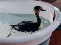 Птицы мёртвые и живые: в Анапе введут указания по работе с пострадавшими от мазута пернатыми