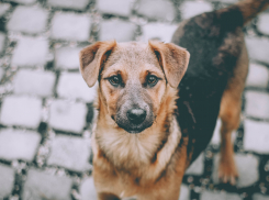 Новороссийцам снова разрешили контактировать с бездомными животными