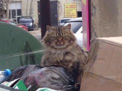 Новороссийцы продолжают подтрунивать, участвуя во флешмобе помоек 