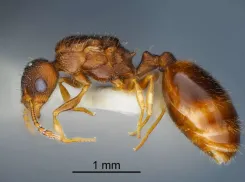 Опасно или нет: малоизученных муравьёв Temnothorax brauneri нашли в Краснодарском крае