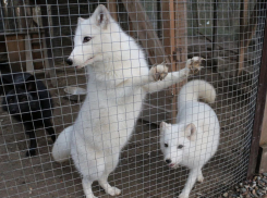 “Животные лезли под горящий дом” — вблизи Новороссийска сгорел приют лисят