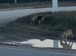 Собак под Новороссийском не стало меньше 