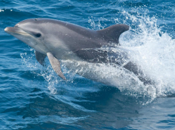 Дельфин устроил у берегов Новороссийска завораживающее шоу